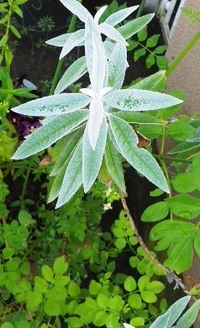 植物の葉についている白い毛は何というのですか 植物の葉や芝生などの葉に白 Yahoo 知恵袋