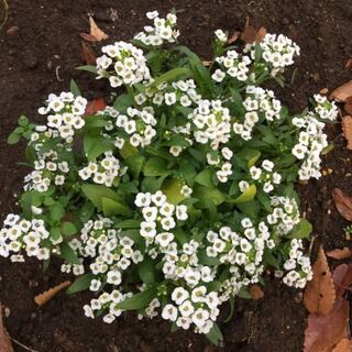 この白い小さな花の名前を教えてください スイートアリッサムだと思い Yahoo 知恵袋