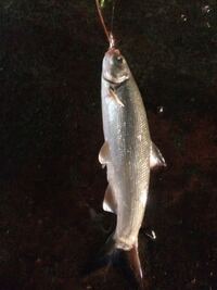 この魚はボラかな ウグイですな こいつね W Yahoo 知恵袋