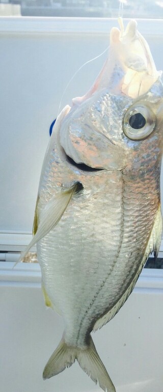 先日友人が釣った魚です この魚は何という魚でしょうか ヒイラギの一種だと Yahoo 知恵袋