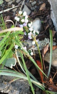写りが悪いですが 地面から生える植物で白と緑が混ざった様な実を Yahoo 知恵袋