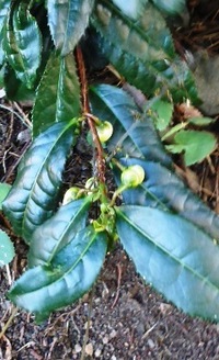 シャラの木花について昨年 庭に植えたシャラの木にたくさんのつぼみがついたので Yahoo 知恵袋