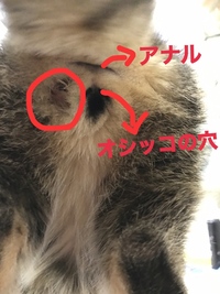 緊急！教えてください。

実家で飼ってる猫なのですが昨日から猫の様子が変との事だったので様子を見にきて

お尻の肛門の横を唸りながらも舐めていたのでじっと見てみると黒い血の塊？みた いなのがついていて周辺の毛が少し抜けていました。

写真は猫のおしりの写真で黒い模様のところはオシッコの穴でその上の囲ってある場所が怪我をしている？ところです。

明日朝一で病院には行くのですが
...