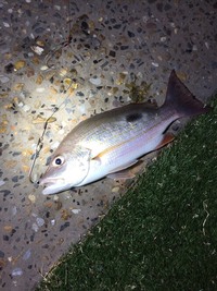 魚の種類詳しい方西オーストラリアで釣った魚です なんの種類かわかる方いま Yahoo 知恵袋