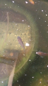 金魚の稚魚についての質問です ２ヶ月飼育している稚魚ちゃん1匹 写真の Yahoo 知恵袋
