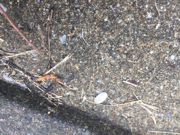 なんという虫ですか 白いダンゴムシみたいなのが木にひっついてました Yahoo 知恵袋