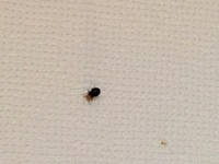 一週間ほど前から部屋の天井に黒い虫がついていて それを放って置いたところ Yahoo 知恵袋