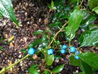 植物の名前の読み方について質問です こんにちは 酸に將 の下に水が付 Yahoo 知恵袋