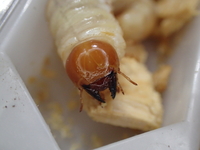 クワガタ幼虫に詳しい方教えて下さい 画像の3令初期幼虫ですが コクワでし Yahoo 知恵袋