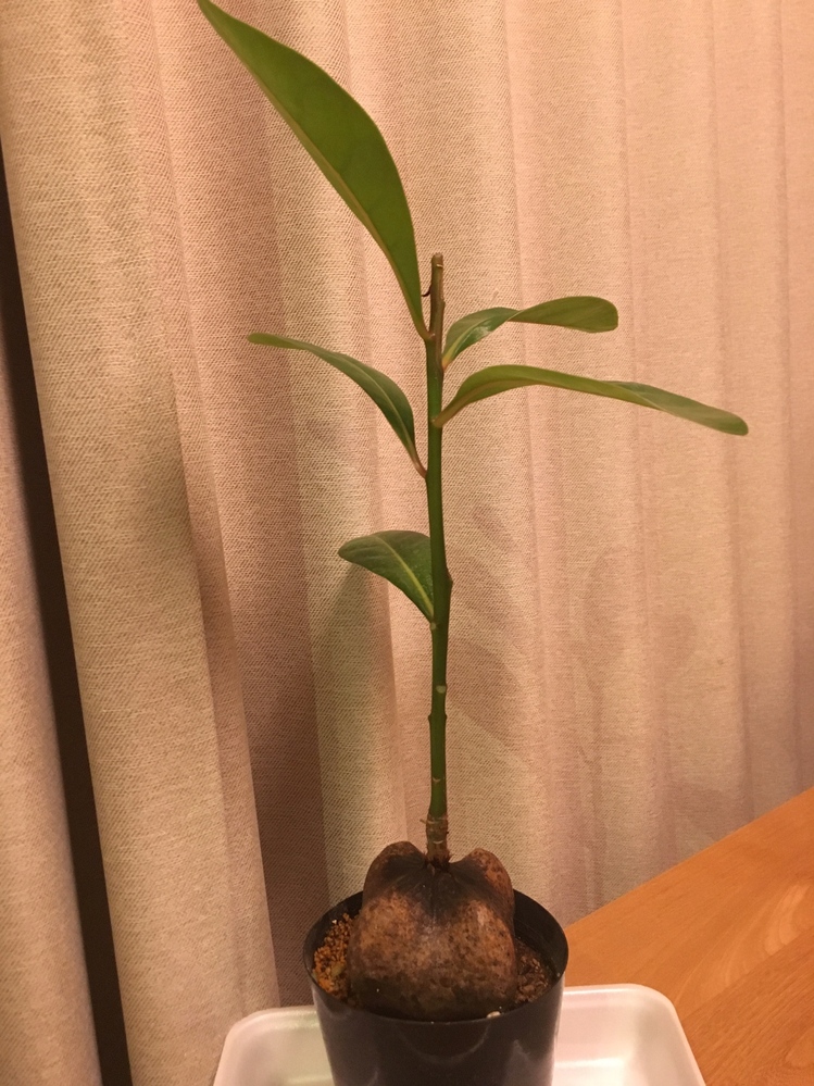 今日この観葉植物を購入したのですが、名前を忘れてしまいました 