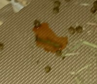 うさぎの尿について 昨日今日と濃い目の尿をしています このよう Yahoo 知恵袋