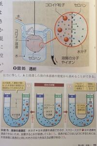 生物学実習のレポートについて質問です 浸透圧 原形質分離の実験につい Yahoo 知恵袋