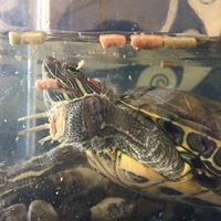 ミドリガメのけがや病気について教えてください 私が五年ほど飼っているミド Yahoo 知恵袋