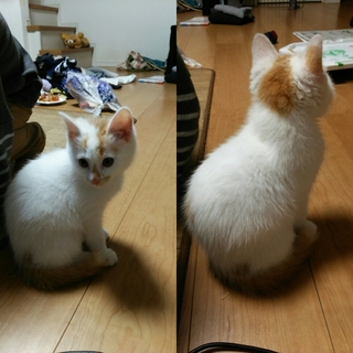 はじめまして 猫に詳しいかたにおうかがいしたいのですが この猫 Yahoo 知恵袋