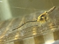 このエビの種類を教えて下さい 少し顔が長くて スジエビの様に甲 Yahoo 知恵袋