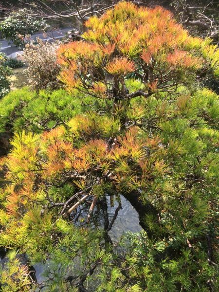 庭の松の木ですが、先端の松葉が何か所か黄色く変色し、枯れてきつつあり... - Yahoo!知恵袋