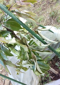 ライチの葉が一部かれました 生えてきた新葉だけです 朝茶色い粒 Yahoo 知恵袋