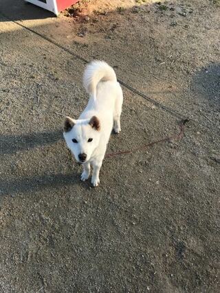 うちの愛犬ですが 友人の友人の同僚から紀州犬と柴犬の雑種だと聞いて譲り受 Yahoo 知恵袋