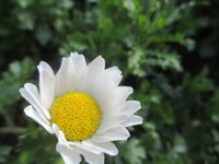 エル コンドルってどういう意味ですか 英語かアルゼンチン スペイン 語か Yahoo 知恵袋