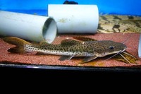 熱帯魚について ナマズでレッドテールキャット タイガーシャベル Yahoo 知恵袋