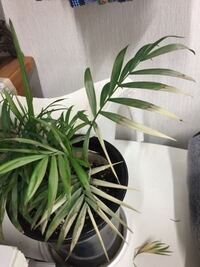観葉植物テーブルヤシの枯れ方がヤバイ復活法テーブルヤシが枯れかけて困って Yahoo 知恵袋