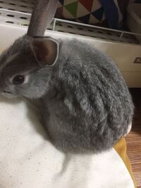 ネザーランドドワーフの2ヶ月の子を先日迎えました ふと見ると毛並み Yahoo 知恵袋