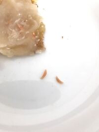 ポケモンプラチナ 毎週何曜日かに発電所へ来る風船ポケモンって何なのでしょう Yahoo 知恵袋