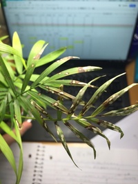 観葉植物テーブルヤシの枯れ方がヤバイ復活法テーブルヤシが枯れかけて困って Yahoo 知恵袋