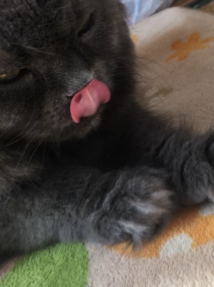 至急】猫の舌の裏にこんなできものができています。口内炎なのでしょう 