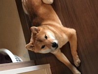 うちの柴犬はタヌキ顔とキツネ顔どちらですかね 私は中間だと思ってます Yahoo 知恵袋