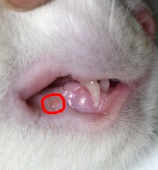 至急猫口内炎 生後5ヶ月の猫なのですが 先ほど口の中を見たと Yahoo 知恵袋