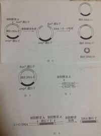 アンピシリン Ap とカナマイシン Km について 分子生物学の実験で A Yahoo 知恵袋