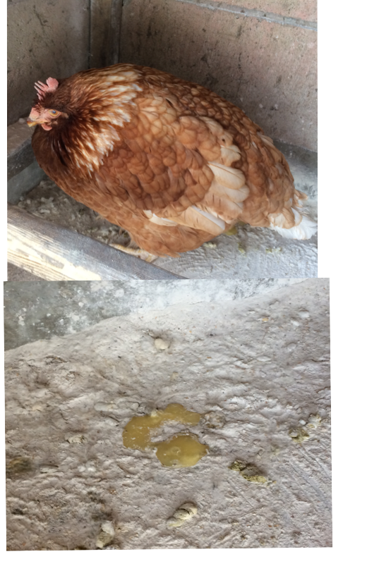 こんにちわ 学校のチャボがさっき見に行ったら角でうずくまっ Yahoo 知恵袋