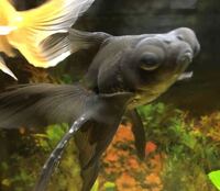 金魚の白い点について教えてください 黒と赤の出目金１匹ずつを飼って Yahoo 知恵袋