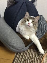 コマさんの ズラ と もんげー はどこかの方言ですか ズラは東海地 Yahoo 知恵袋