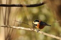 写真の２線ボケについて教えてください 添付の写真の背景の枝が滲んで見える Yahoo 知恵袋