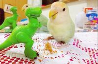 生後4ヶ月半くらいになる コザクラインコがいます 最近プ Yahoo 知恵袋