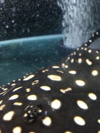 アクアリウム 大型魚 淡水エイ ダイヤモンドポルカについての質問です Yahoo 知恵袋