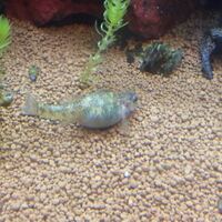 川魚に詳しい方に質問です トウヨシノボリを飼育しているの Yahoo 知恵袋