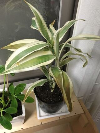 観葉植物ドラセナ 一ヶ月ほど前に買ってきたドラセナが弱って Yahoo 知恵袋