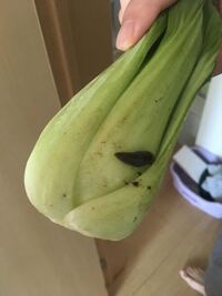 ナメクジが食害した野菜 白菜 は食べずに捨てた方がいいですか せっかく大き Yahoo 知恵袋