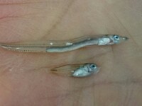 イカナゴとキビナゴとコウナゴって同じ魚ですか イカナゴとコウナゴ Yahoo 知恵袋