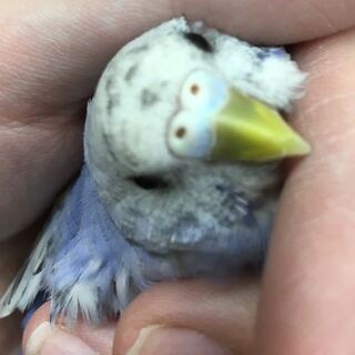 セキセイインコの性別の見分け方を教えてください くちばし Yahoo 知恵袋