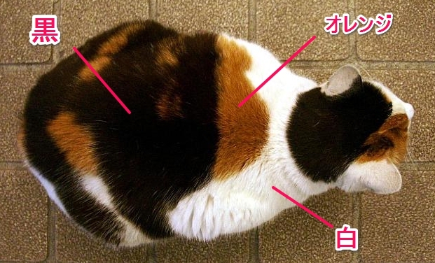 三毛猫のオスは海外では一千万円で売れるって本当ですか Yahoo 知恵袋