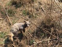 こんな動物がいたのですが これはキツネでしょうか 毛がはえて Yahoo 知恵袋