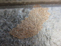 家の外壁に卵のようなものが付着しています この写真のもので 細かい丸一個当たりの 教えて 住まいの先生 Yahoo 不動産