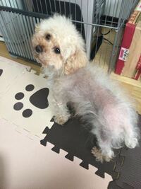 愛犬のトイプードル4歳が脱毛症xと診断されてしまいました フサ Yahoo 知恵袋
