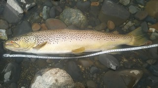 この魚なんすか 長野県犀川漁協で釣りました 魚みっけというアプ Yahoo 知恵袋