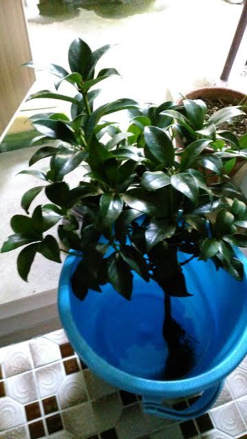 3カ月前に花屋で買ったシキミを鉢植えにしても根付くでしょうか 