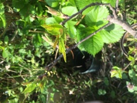 染井吉野を鉢植えで育てて花を咲かせたいのですが どのくらいの大きさ鉢に植えれば Yahoo 知恵袋